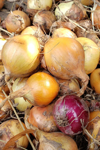 Onions-Onions-Three Sisters Garden