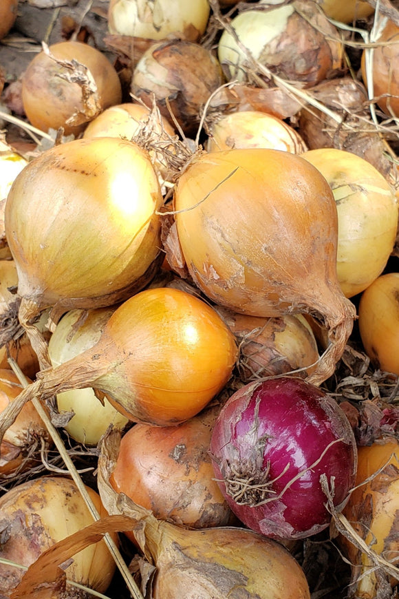 Onions-Onions-Three Sisters Garden