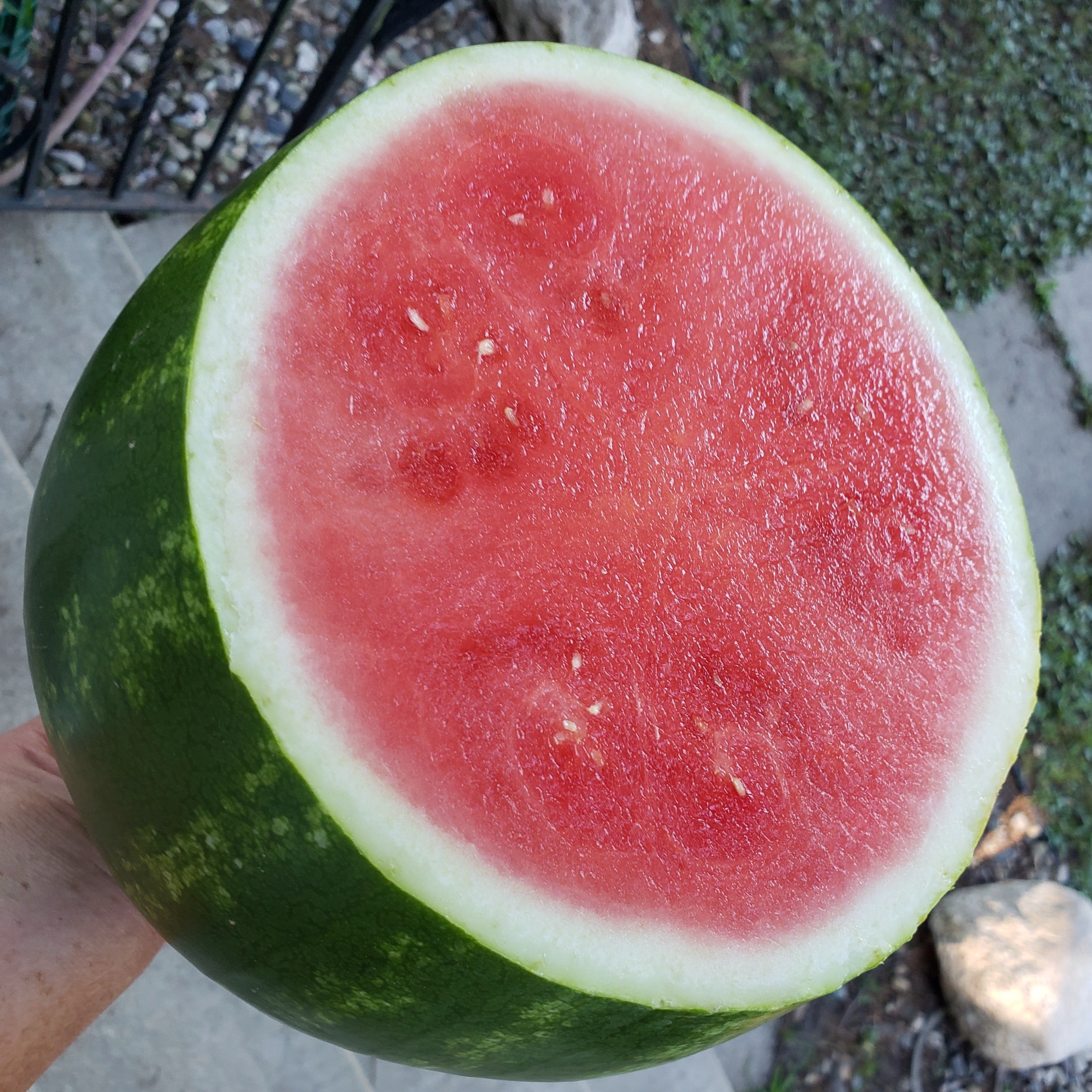 Red Seedless Watermelon-Melon-Three Sisters Garden