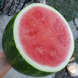 Red Seedless Watermelon-Melon-Three Sisters Garden