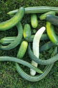 Mixed Cucumbers-Cucumbers-Three Sisters Garden