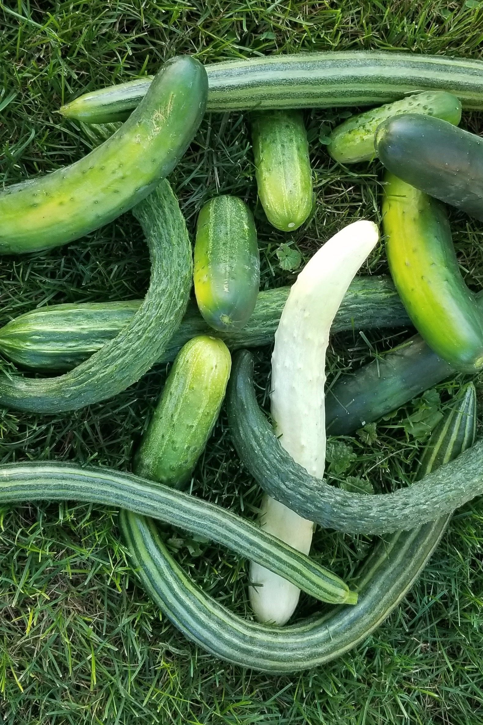 Mixed Cucumbers-Cucumbers-Three Sisters Garden