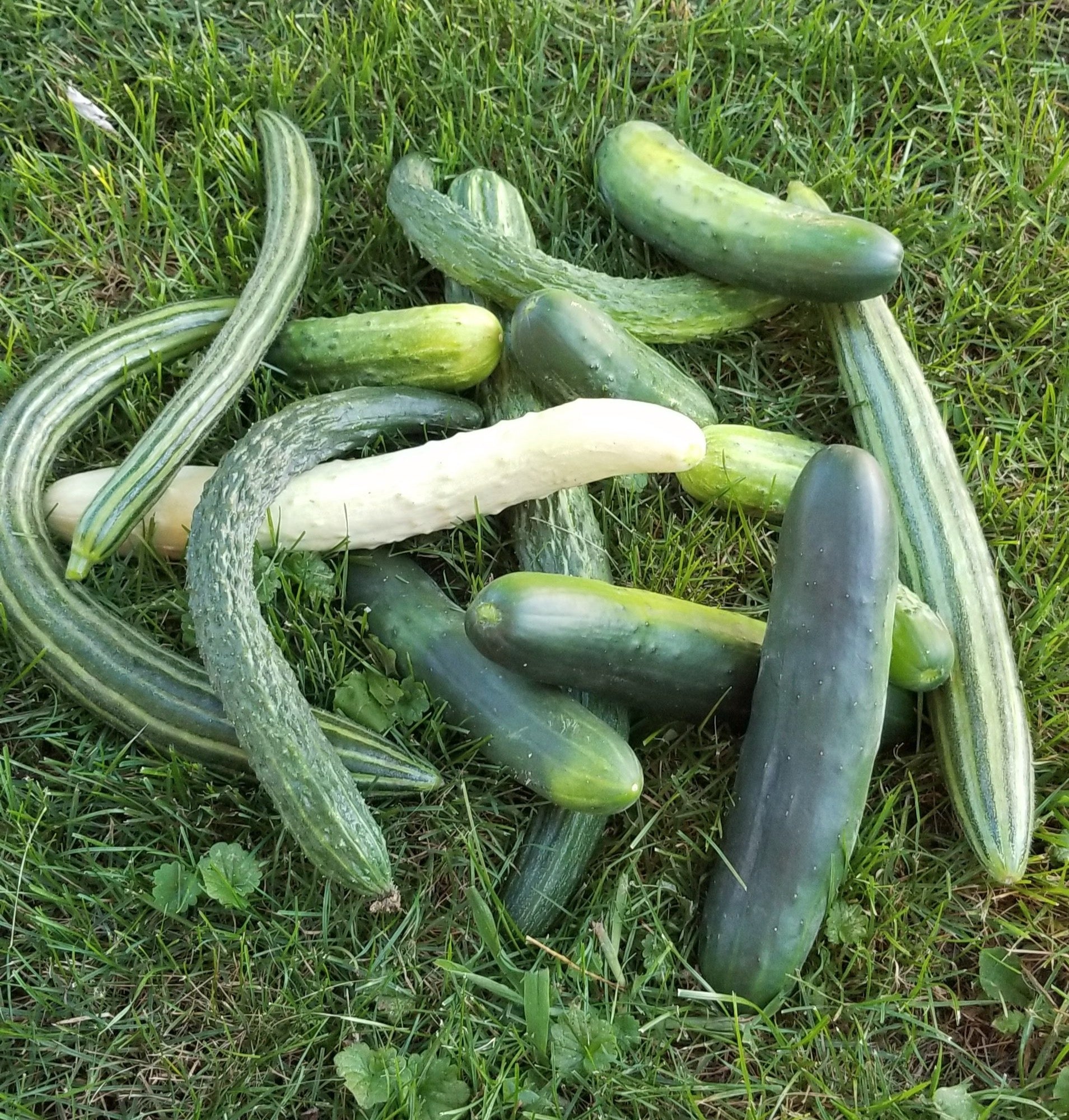 Mixed Cucumbers-Cucumbers-Three Sisters Garden