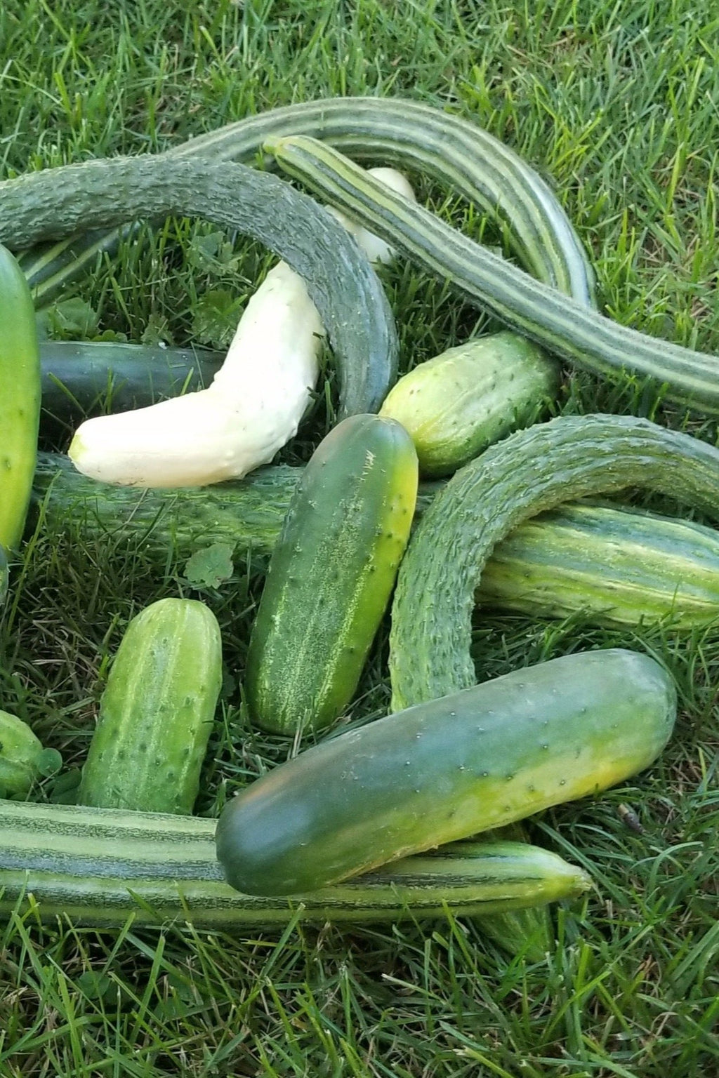 Mixed Cucumbers-Cucumbers-Three Sisters Garden