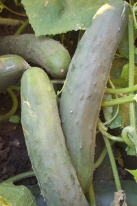American Cucumbers-Cucumbers-Three Sisters Garden