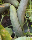 American Cucumbers-Cucumbers-Three Sisters Garden