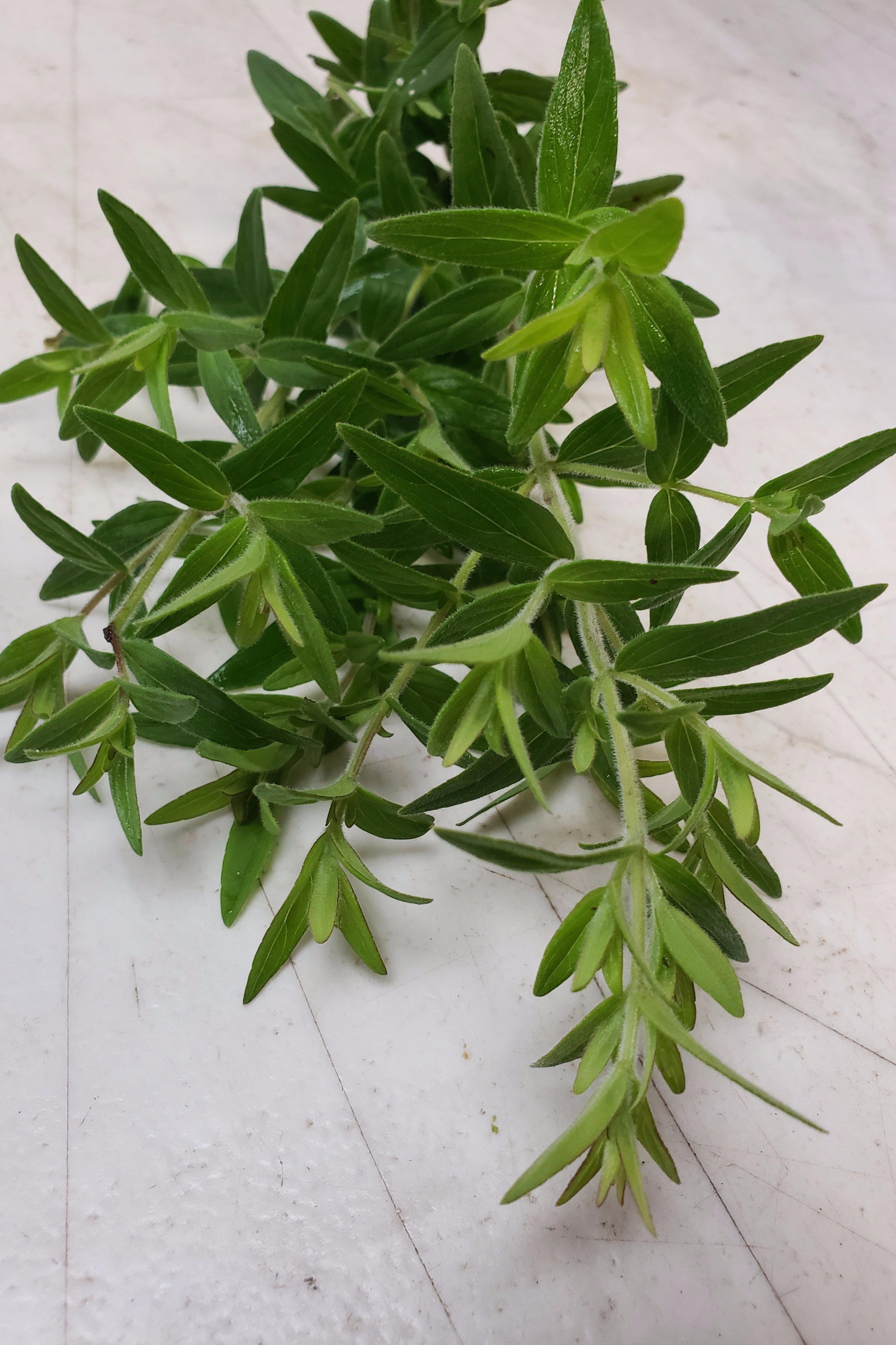 Cherokee Sweet Mint-Herbs-Three Sisters Garden