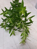 Cherokee Sweet Mint-Herbs-Three Sisters Garden