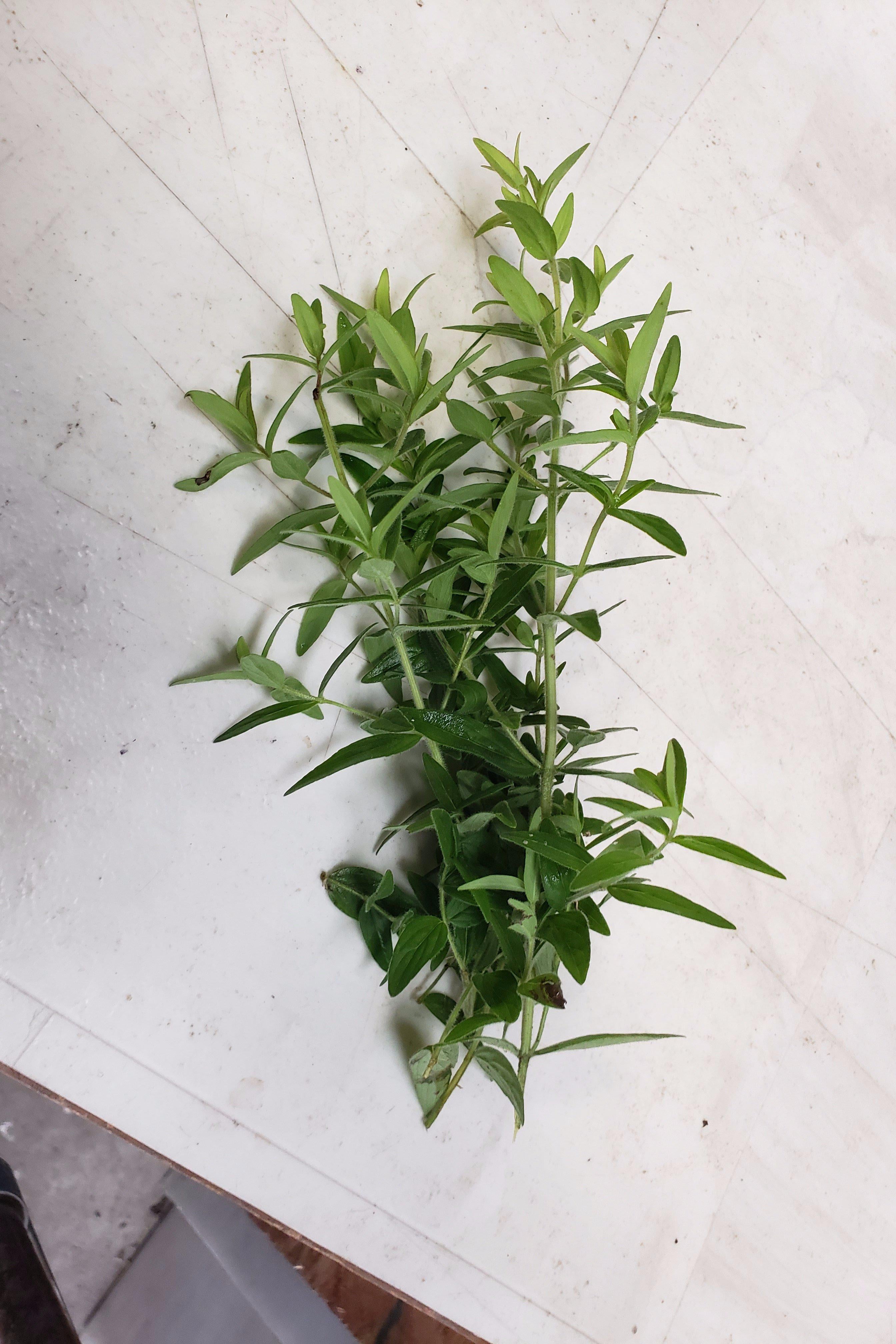 Cherokee Sweet Mint-Herbs-Three Sisters Garden