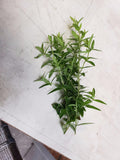 Cherokee Sweet Mint-Herbs-Three Sisters Garden
