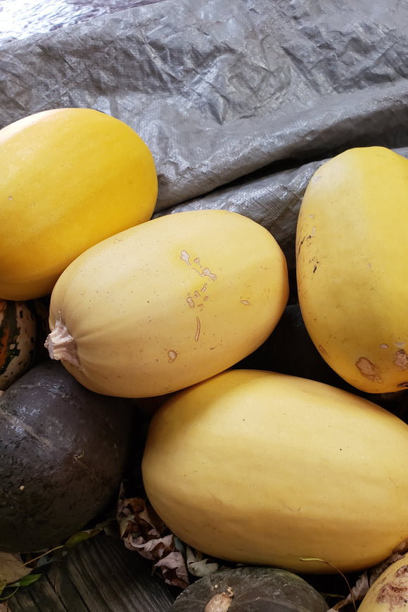 Small Spaghetti Squash-Winter Squash-Three Sisters Garden