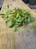 Purslane
