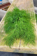 Dill