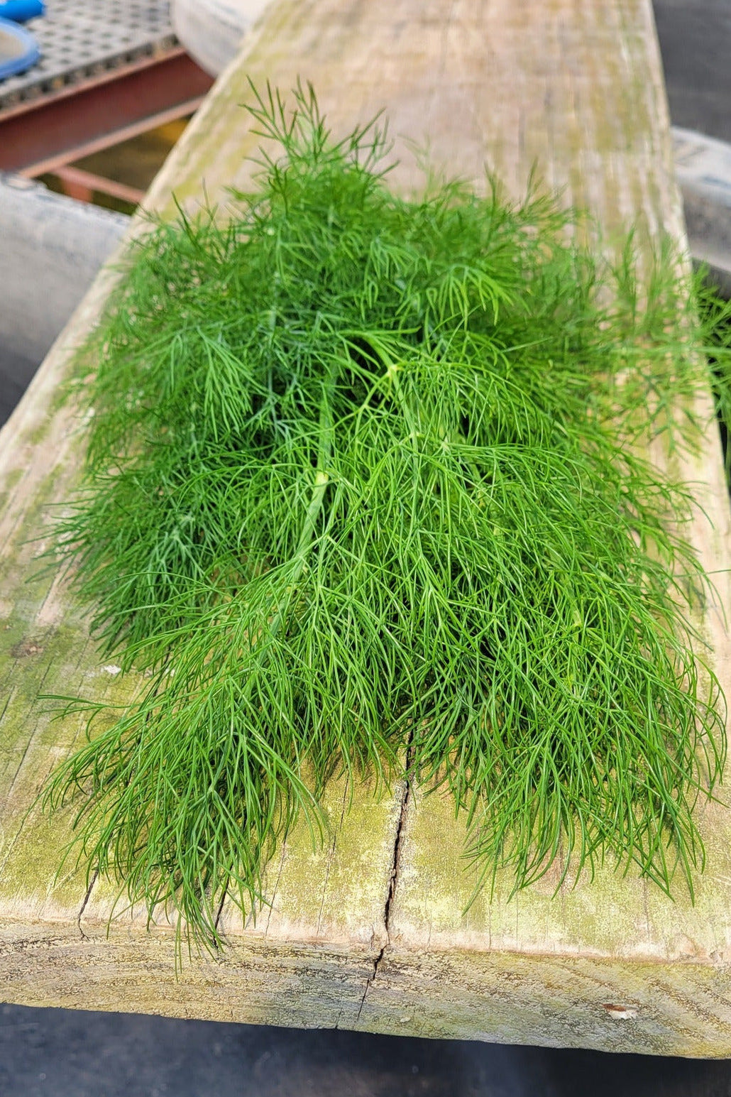 Dill