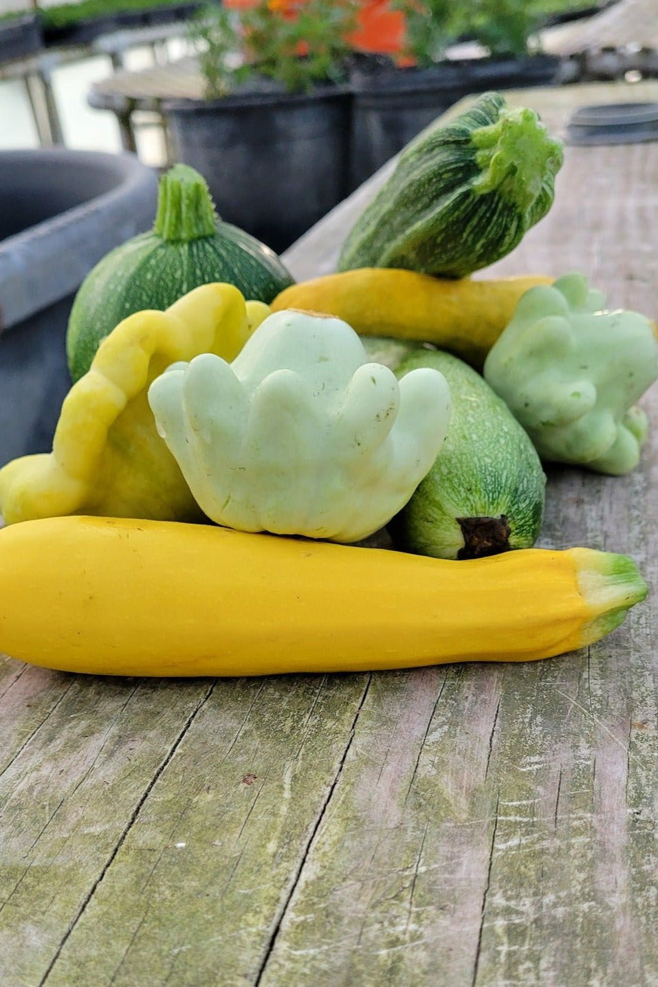Large Mixed Summer Squash