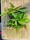 Lemon Verbena
