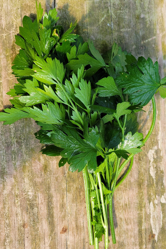 Italian Giant Flat Leaf Parsley