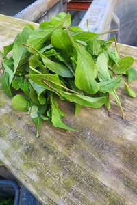Baby Arugula