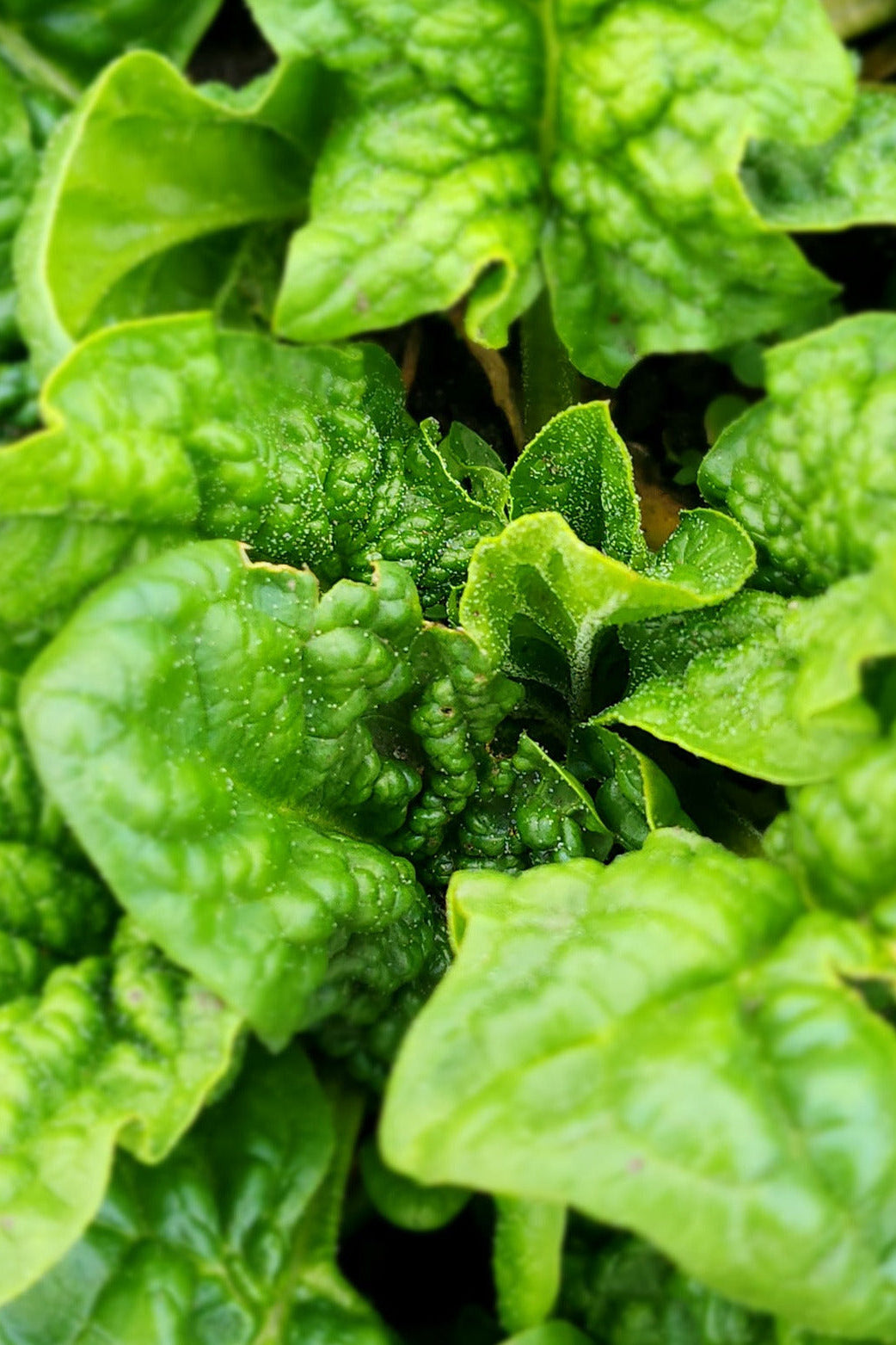 Spring Spinach