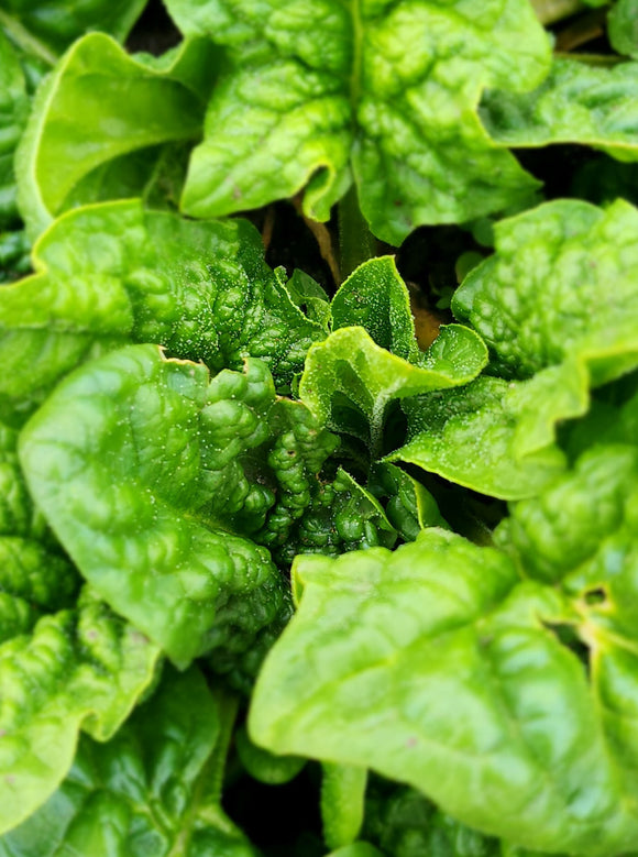 Spring Spinach
