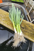 Green Garlic