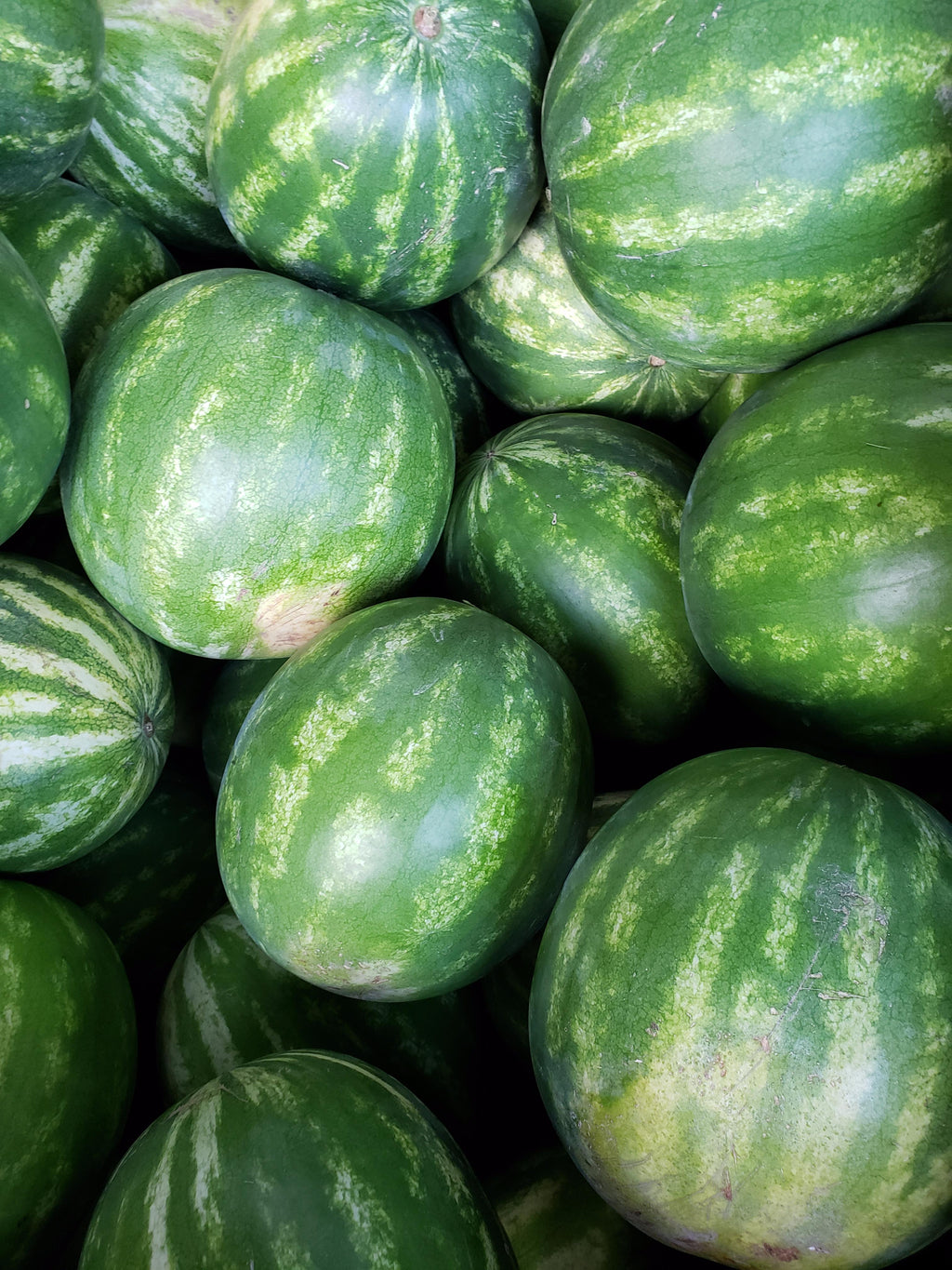 Red Seedless Watermelon-Melon-Three Sisters Garden