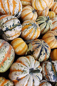Carnival Squash-Winter Squash-Three Sisters Garden