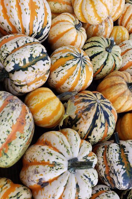 Carnival Squash-Winter Squash-Three Sisters Garden