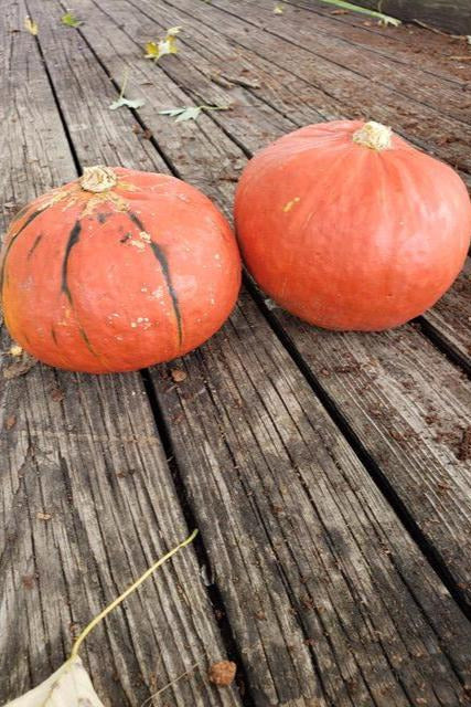 Red Kabocha-Winter Squash-Three Sisters Garden
