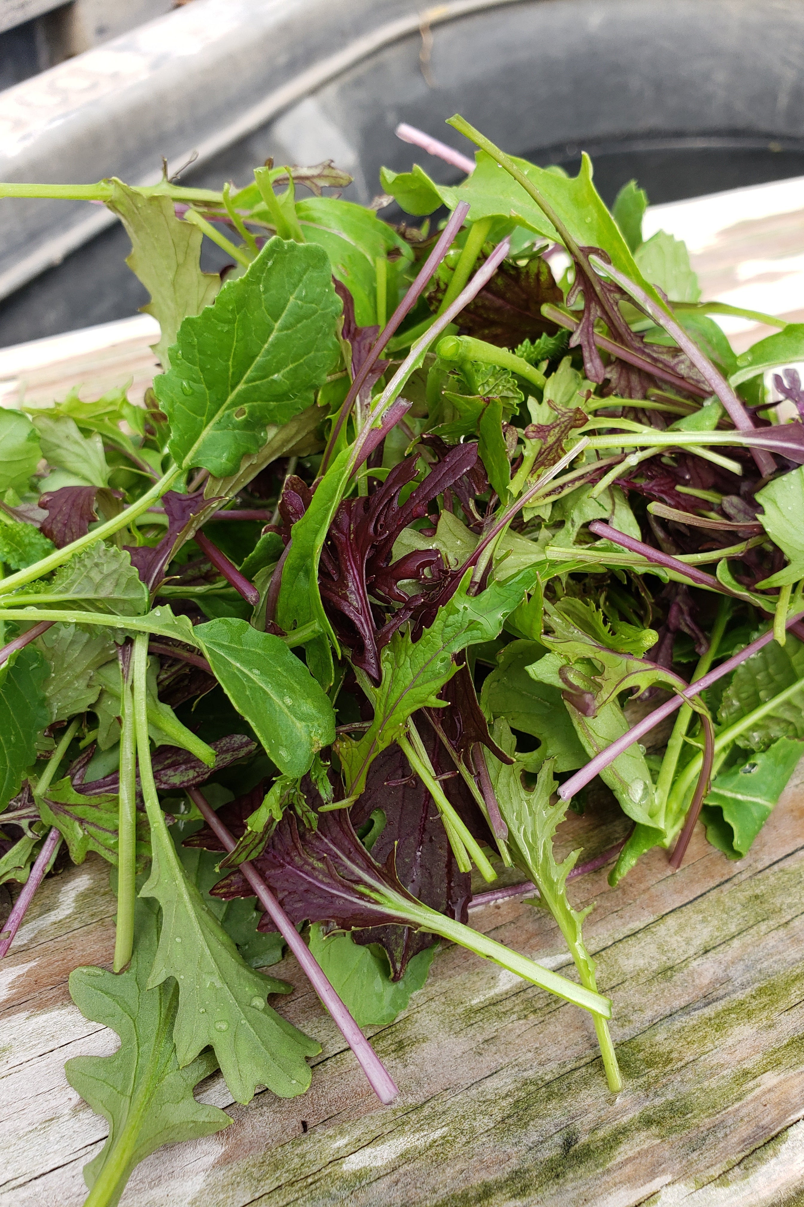 Mustard Salad Mix