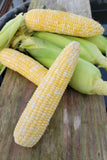 Mirai Bi-Color Sweet Corn