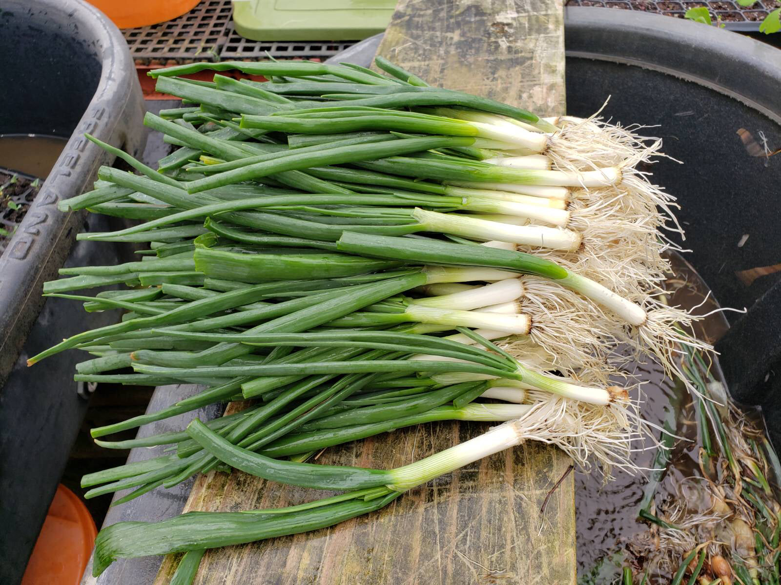 Overwintered Onions