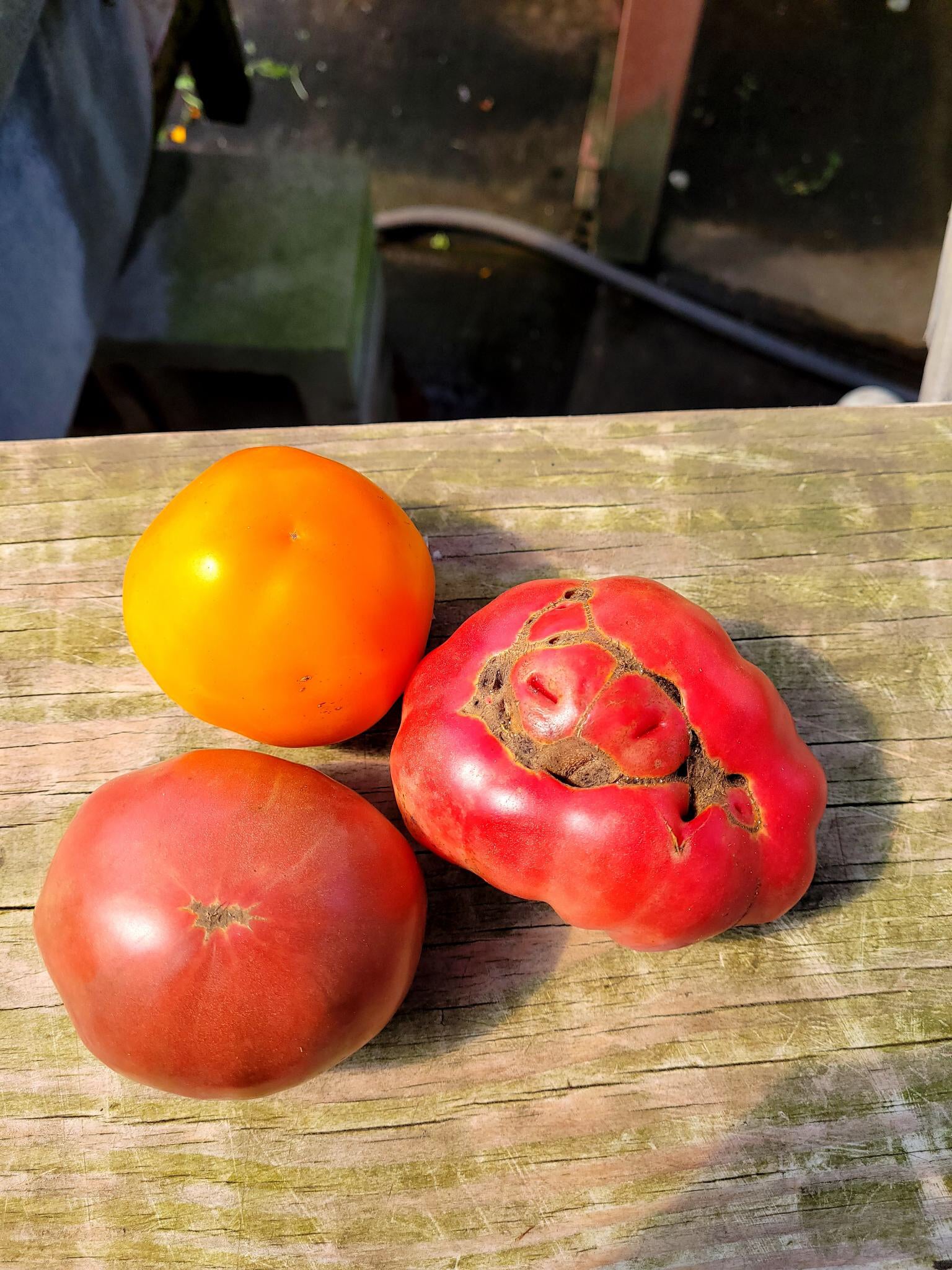 Mixed Heirloom Tomatoes