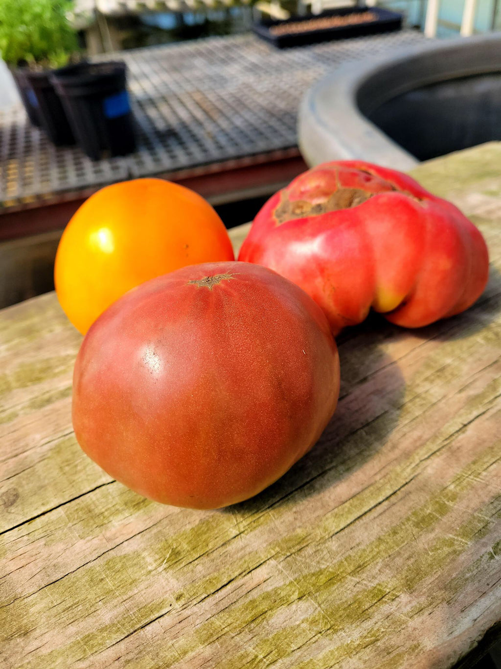 Mixed Heirloom Tomatoes