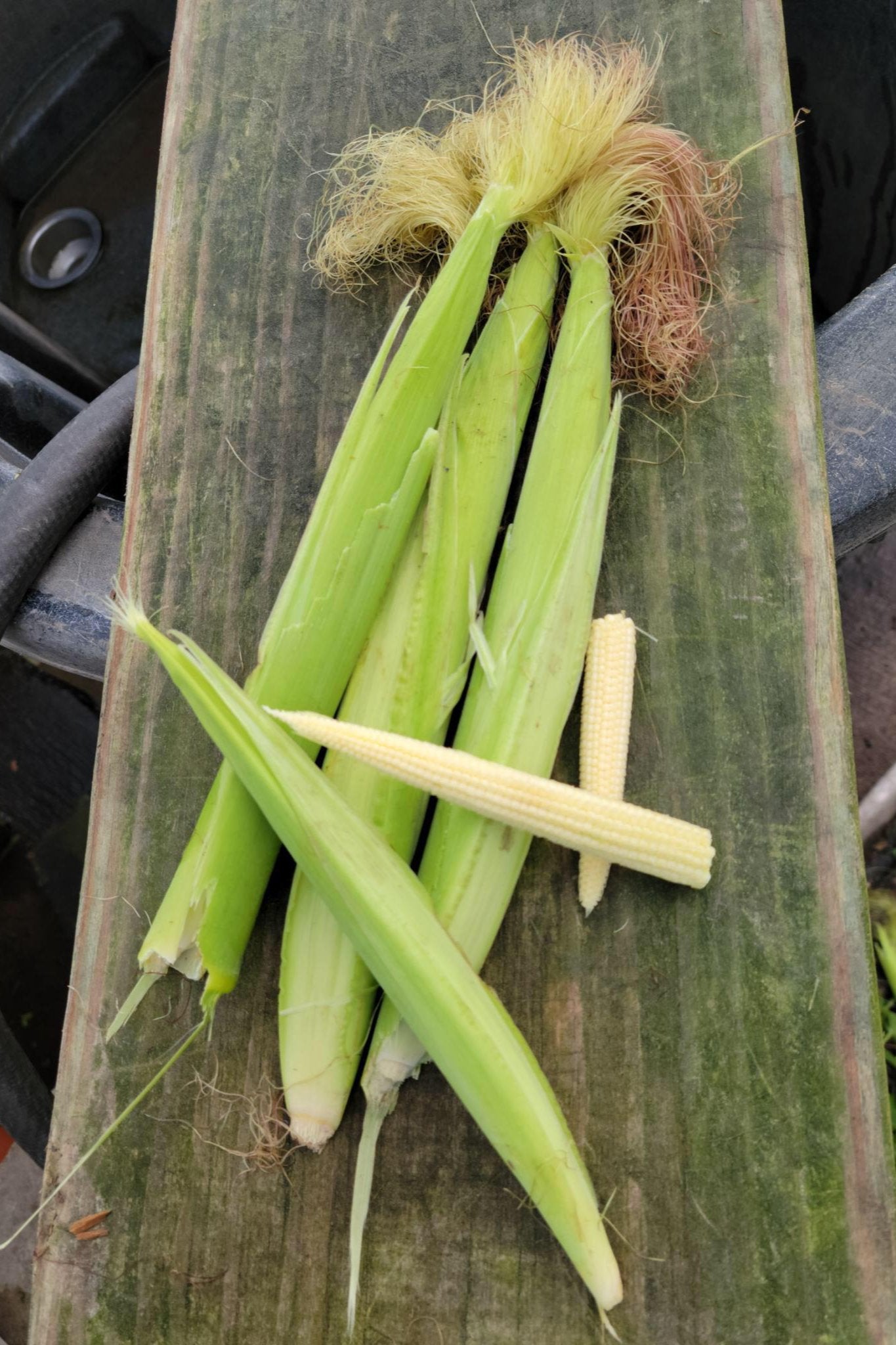 Baby Corn
