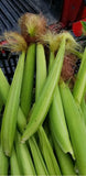 Baby Corn-Corn-Three Sisters Garden