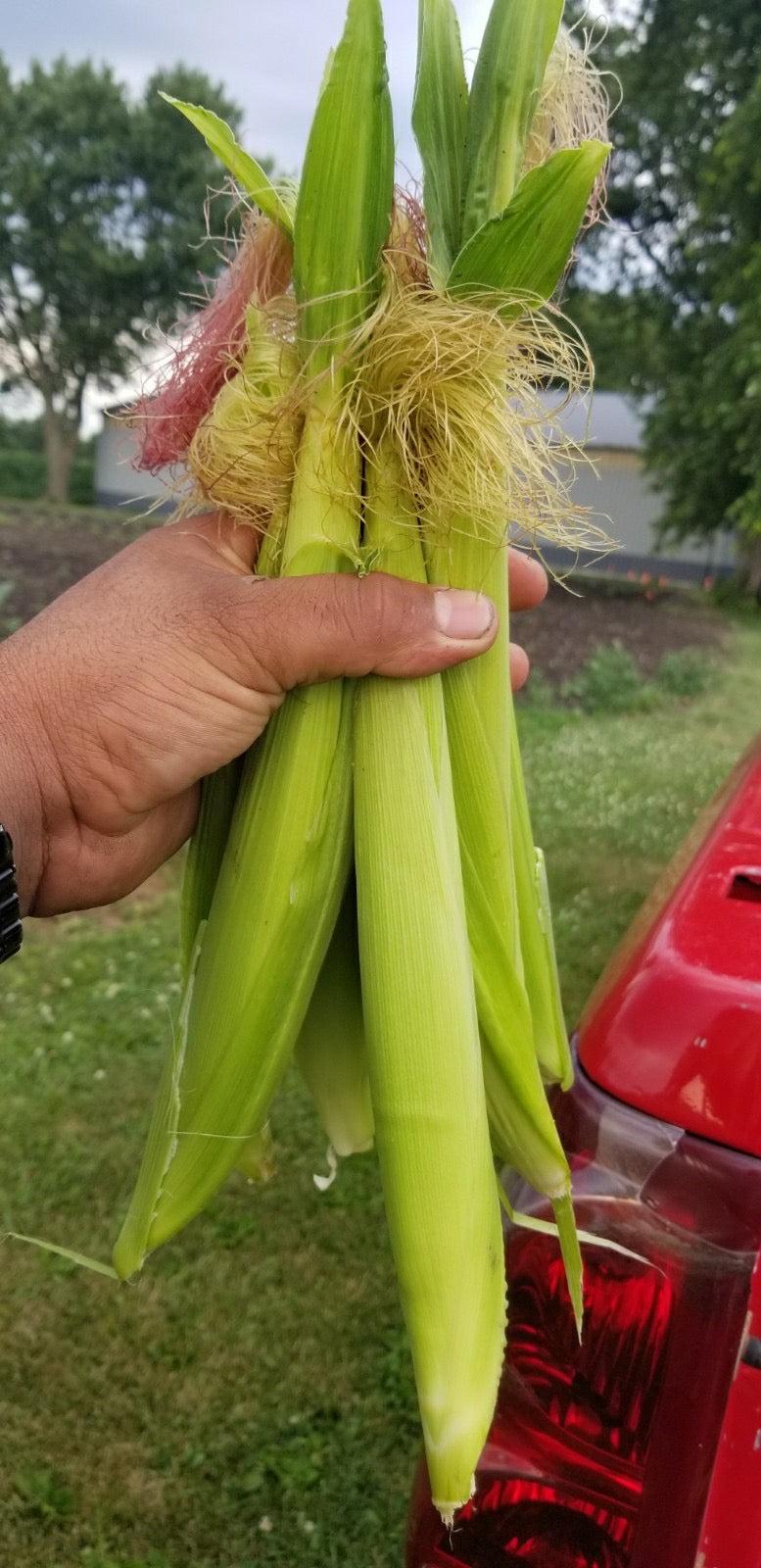 Baby Corn-Corn-Three Sisters Garden