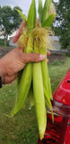 Baby Corn-Corn-Three Sisters Garden