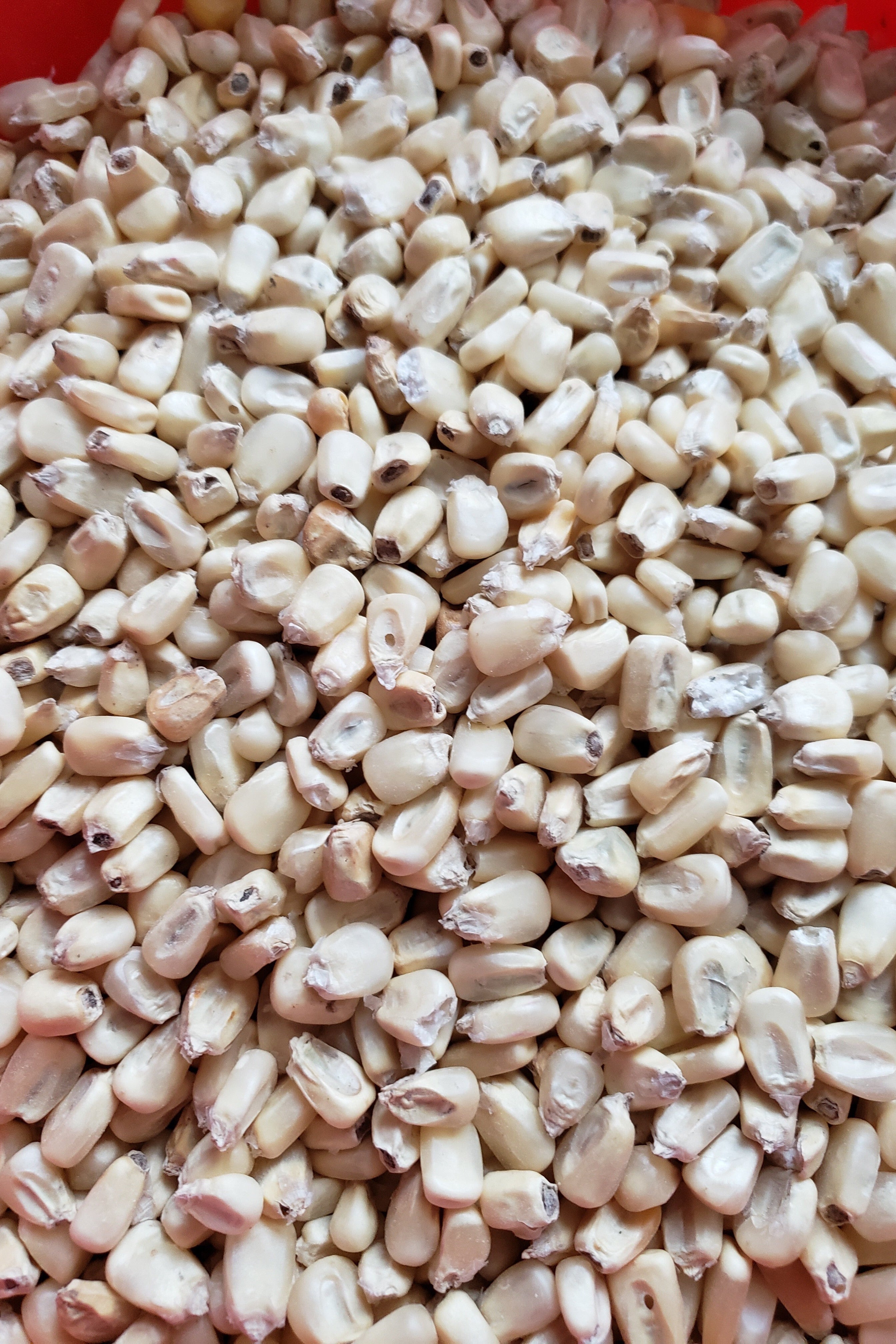 Whole White Corn-Corn-Three Sisters Garden