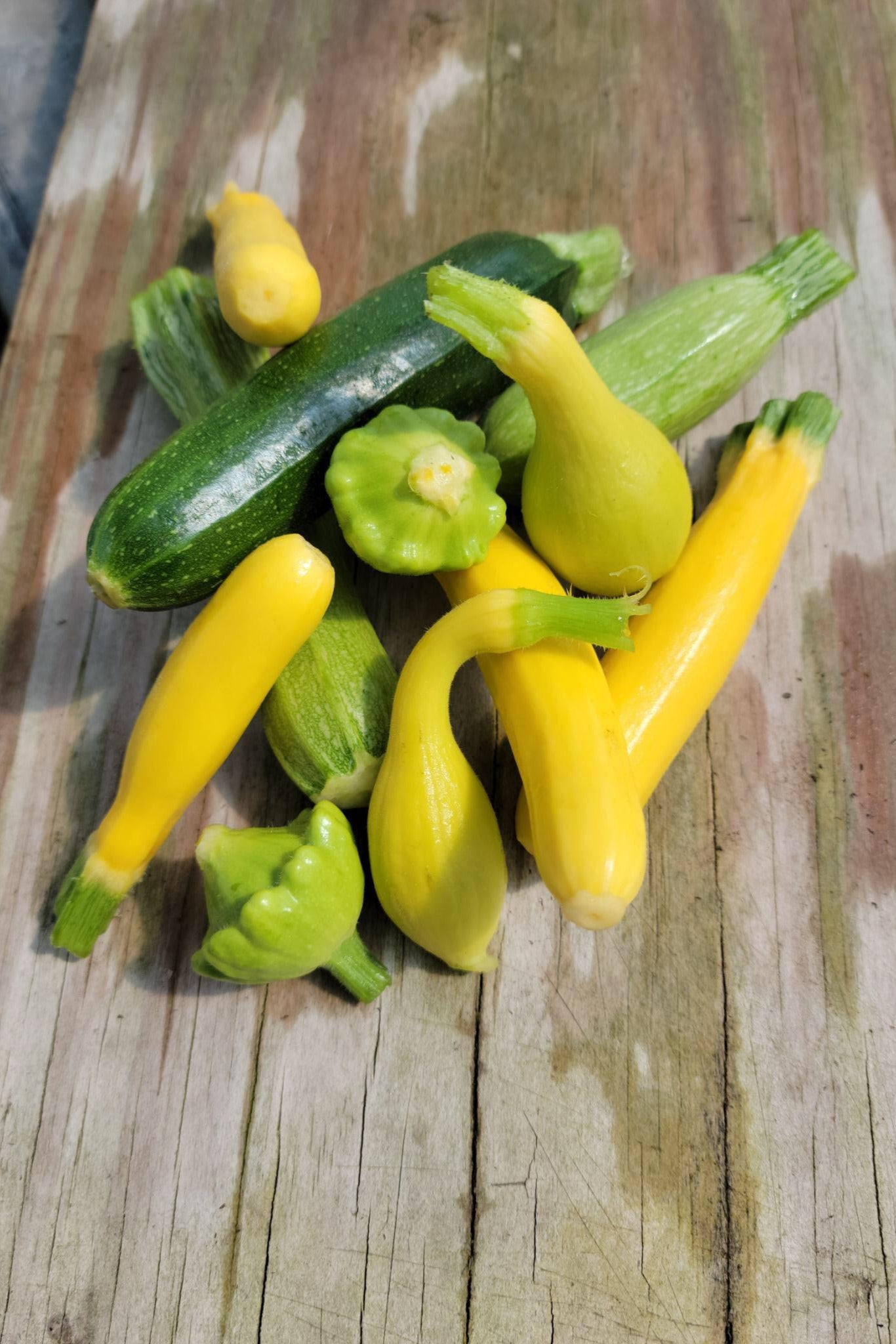 Baby Mixed Summer Squash