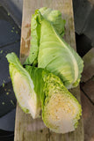 Arrowhead Cabbage