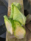 Arrowhead Cabbage