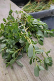 Purslane