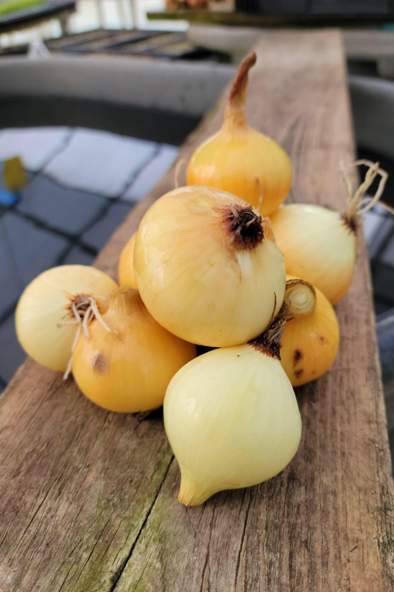 Summer Onions
