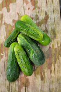 Pickling Cucumbers
