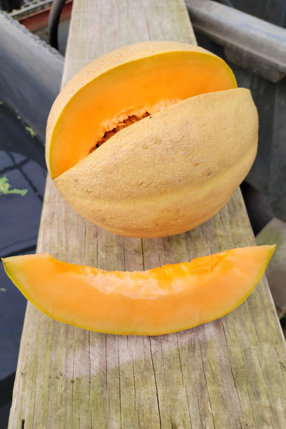 Cantaloupe