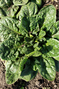 Over-Wintered Spinach