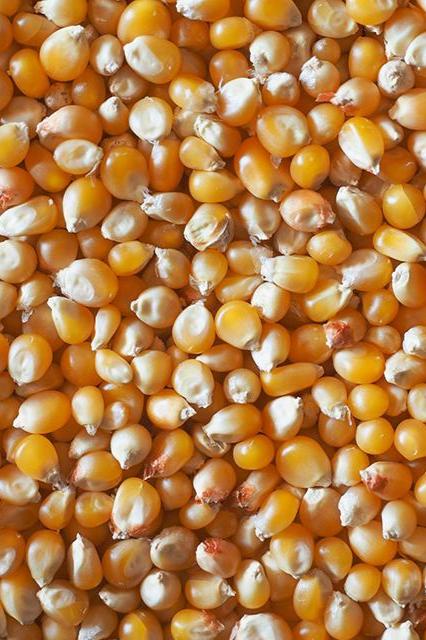 Yellow Popcorn-Popcorn-Three Sisters Garden