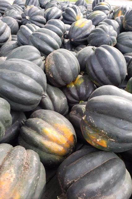 Acorn Squash-Squash-Three Sisters Garden