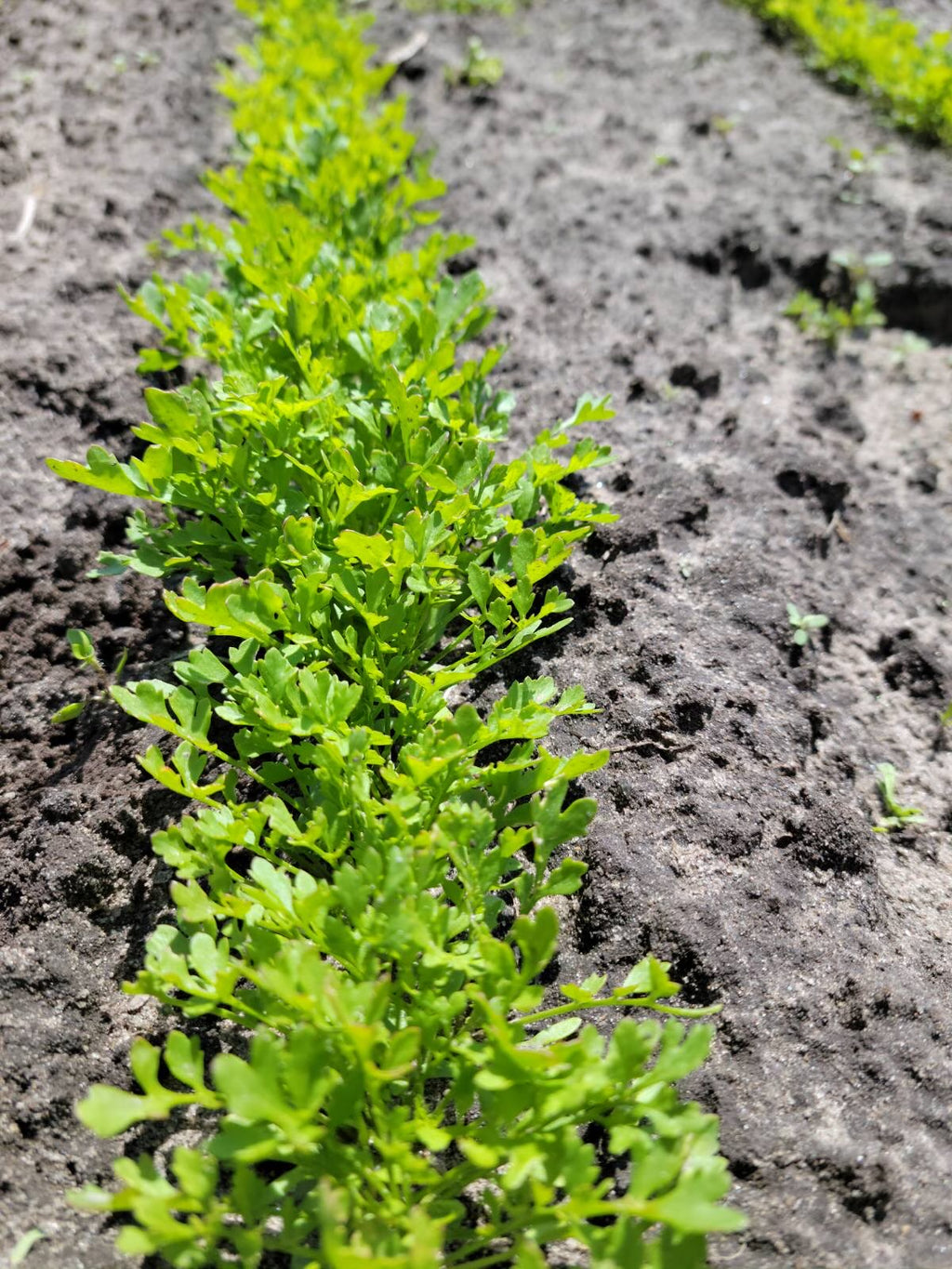 Garden Cress
